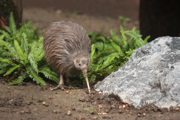 planter kiwi