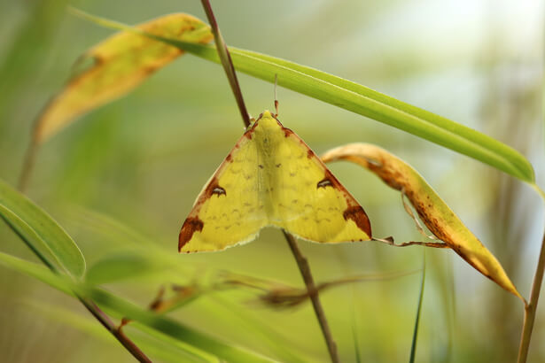 papillons pollinisateurs