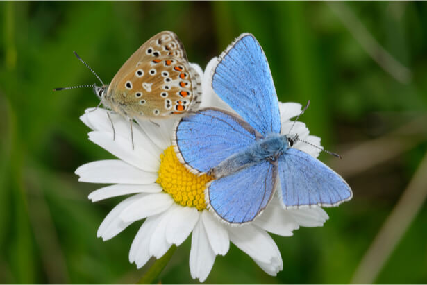 papillons pollinisateurs