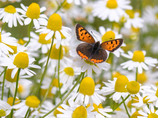 papillons pollinisateurs