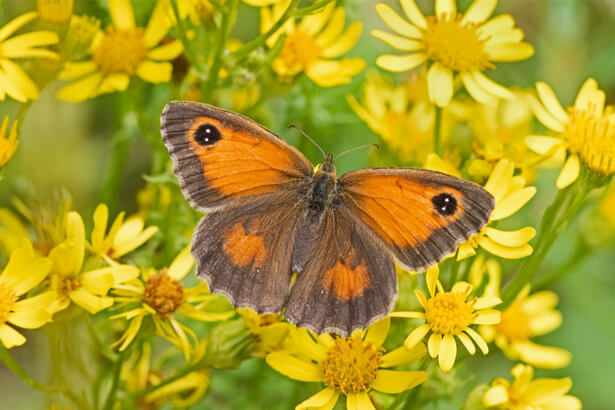 papillons pollinisateurs