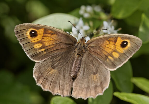 papillons pollinisateurs