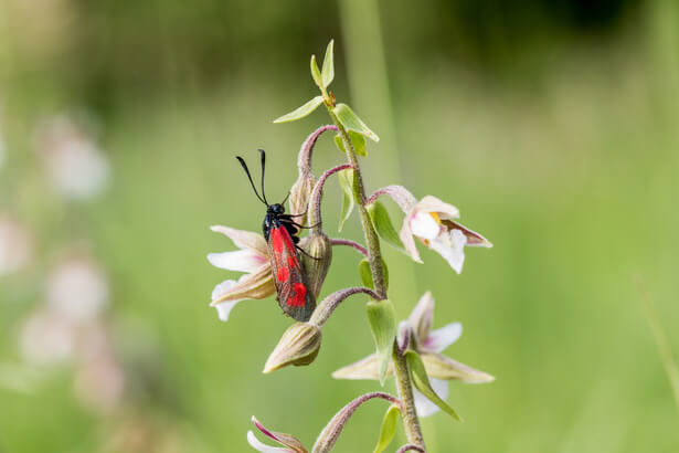 papillons pollinisateurs