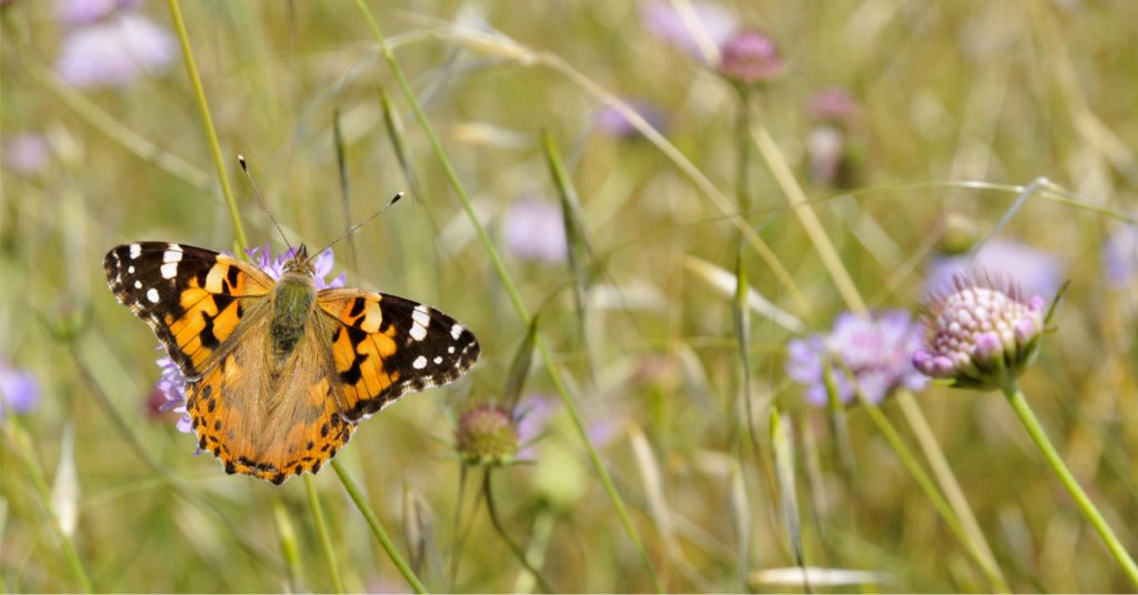 10 papillons pollinisateurs de France