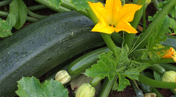 association culture courgette