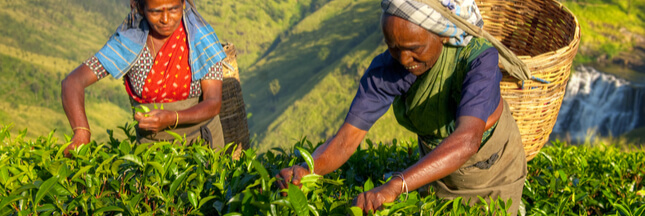 Sri Lanka : Des plantations de thé pas si équitables