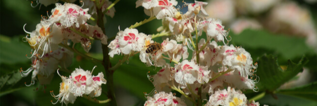 Les plantes mellifères qui aident abeilles et pollinisateurs