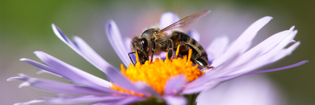 Sondage – Allez-vous aider abeilles et pollinisateurs cette année ?