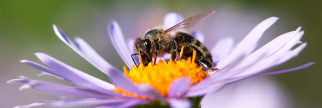 Sondage - Allez-vous aider abeilles et pollinisateurs cette année ?