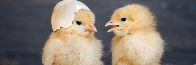 Poulehouse récidive avec l'oeuf qui ne tue pas le poussin