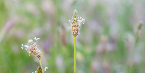 psyllium blond