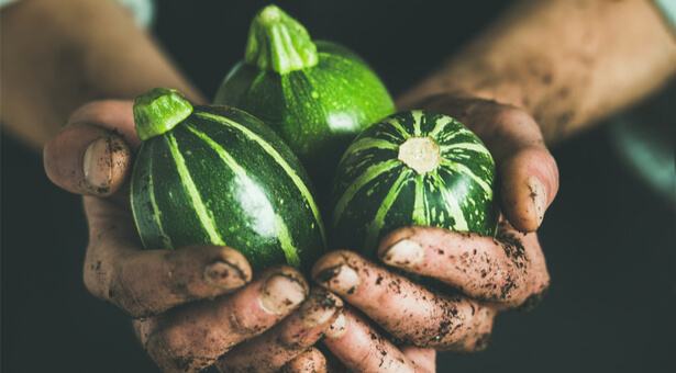 association culture courgette