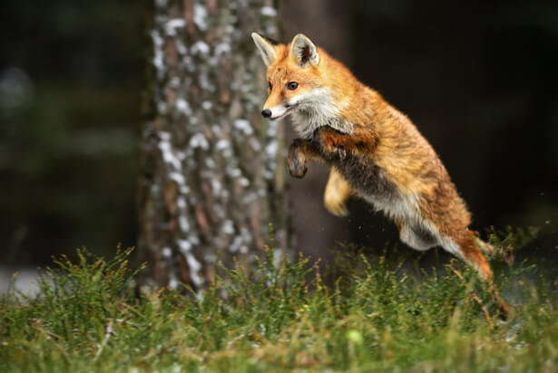 animaux printemps