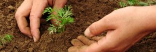 Comment réussir ses semis de carottes année après année