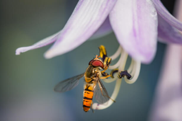 insectes pollinateurs