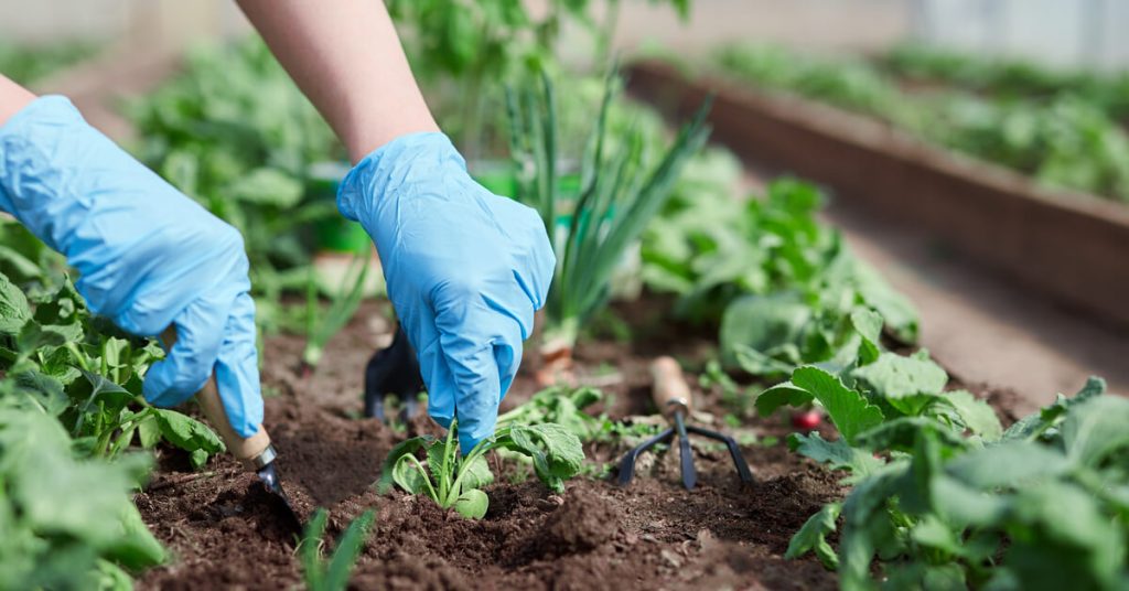 L’association de cultures, pour jardiner sans pesticide