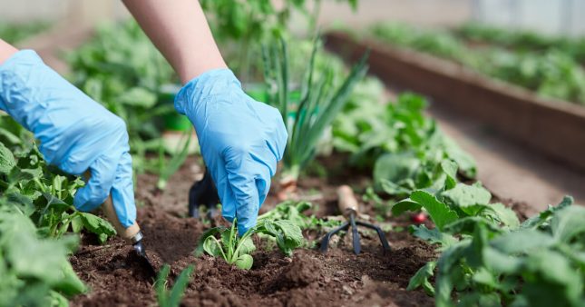 L’association de cultures, pour jardiner sans pesticide