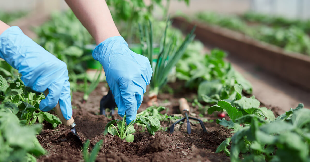 L'association de cultures, pour jardiner sans pesticide