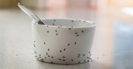 astuces naturelles anti fourmis
