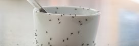 Éloigner les fourmis de la maison : les meilleures astuces naturelles