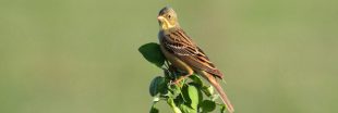 Braconnage des ortolans : la Cour de cassation donne raison à LPO France