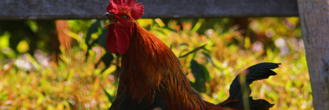 bruits des campagnes