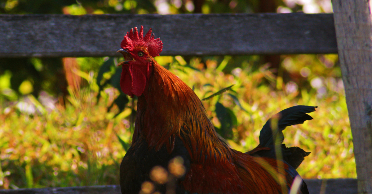 Faut-il inscrire les bruits de nos campagnes au patrimoine national ? Faut-il inscrire les bruits de nos campagnes au patrimoine national ?