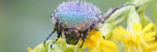 Nos formidables alliés en lutte biologique - La Cétoine dorée
