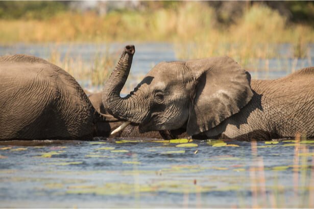 chasse elephants autorisee botswana