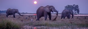 Chasse aux éléphants - Le Botswana persiste et signe ...