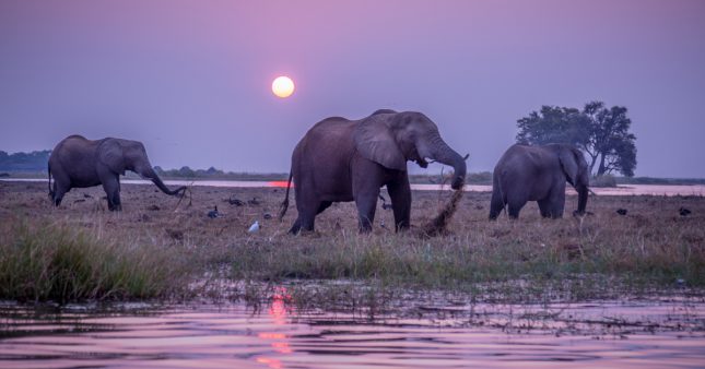 Chasse aux éléphants – Le Botswana persiste et signe …