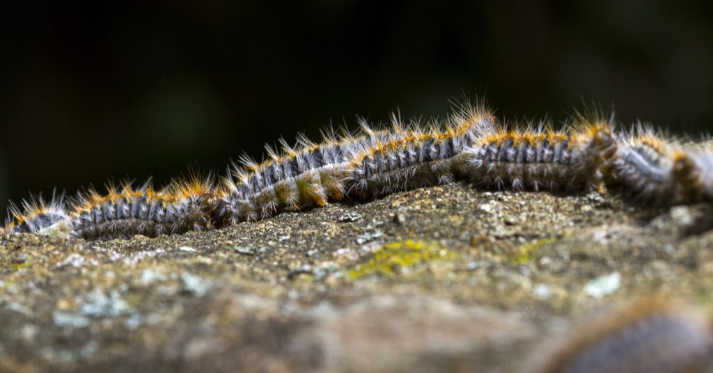 Comment lutter contre la chenille processionnaire du pin ?