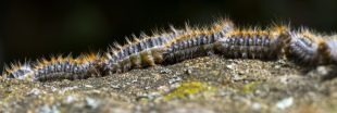 Comment lutter contre la chenille processionnaire du pin ? Comment lutter contre la chenille processionnaire du pin ?