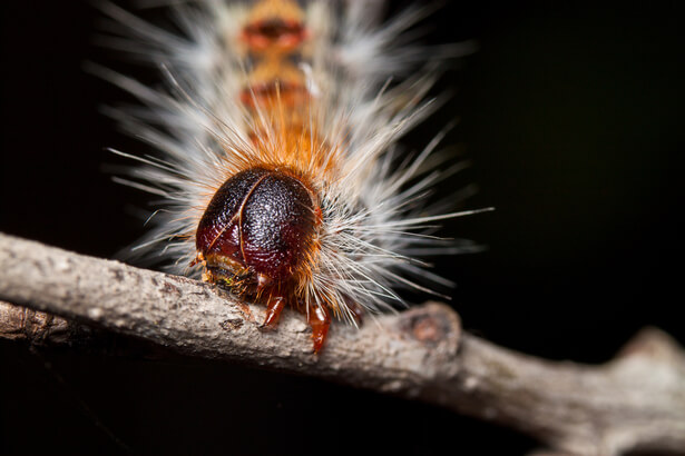 chenille processionnaire du pin