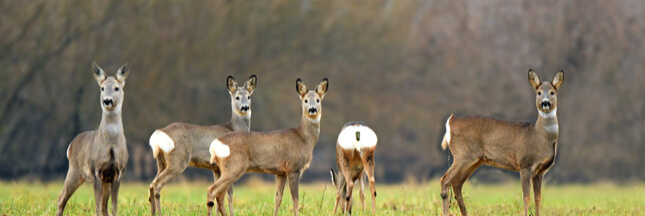 Le chevreuil, cet herbivore de nos campagnes sous-estimé