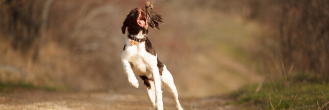 Tenir son chien en laisse pour participer à la protection de la biodiversité