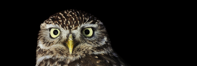 8 oiseaux à observer la nuit