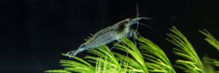 De la cocaïne retrouvée dans des crevettes d'eau douce