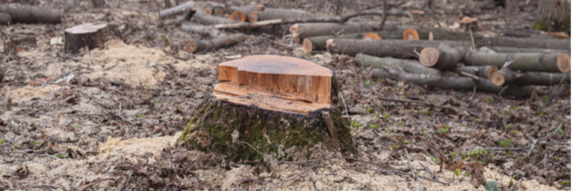 Forêts publiques : un décret pourrait favoriser le déboisement et abattre l’ONF