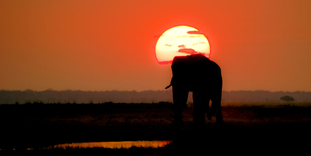 chasse elephants autorisee botswana