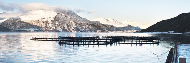 Une algue décime les élevages de saumons de Norvège
