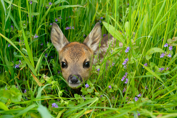 Le Chevreuil Cet Herbivore De Nos Campagnes Sous Estime