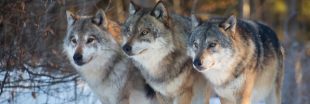 Vers davantage de tirs de loups ?