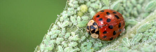 Lutte biologique : les insectes au service de la planète