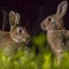8 mammifères à observer la nuit