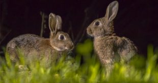 8 mammifères à observer la nuit