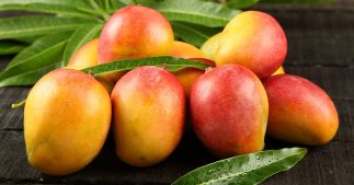 Comment faire germer un noyau de mangue ?