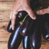 Association de culture : booster la croissance des aubergines avec les plantes alliées