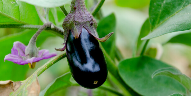 planter aubergine