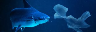 Du plastique découvert à 11.000 mètres de profondeur